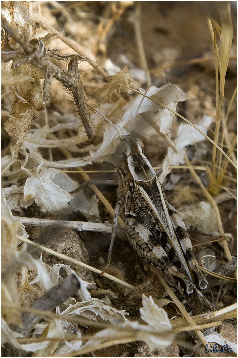 Grasshopper in Gesher Haziw