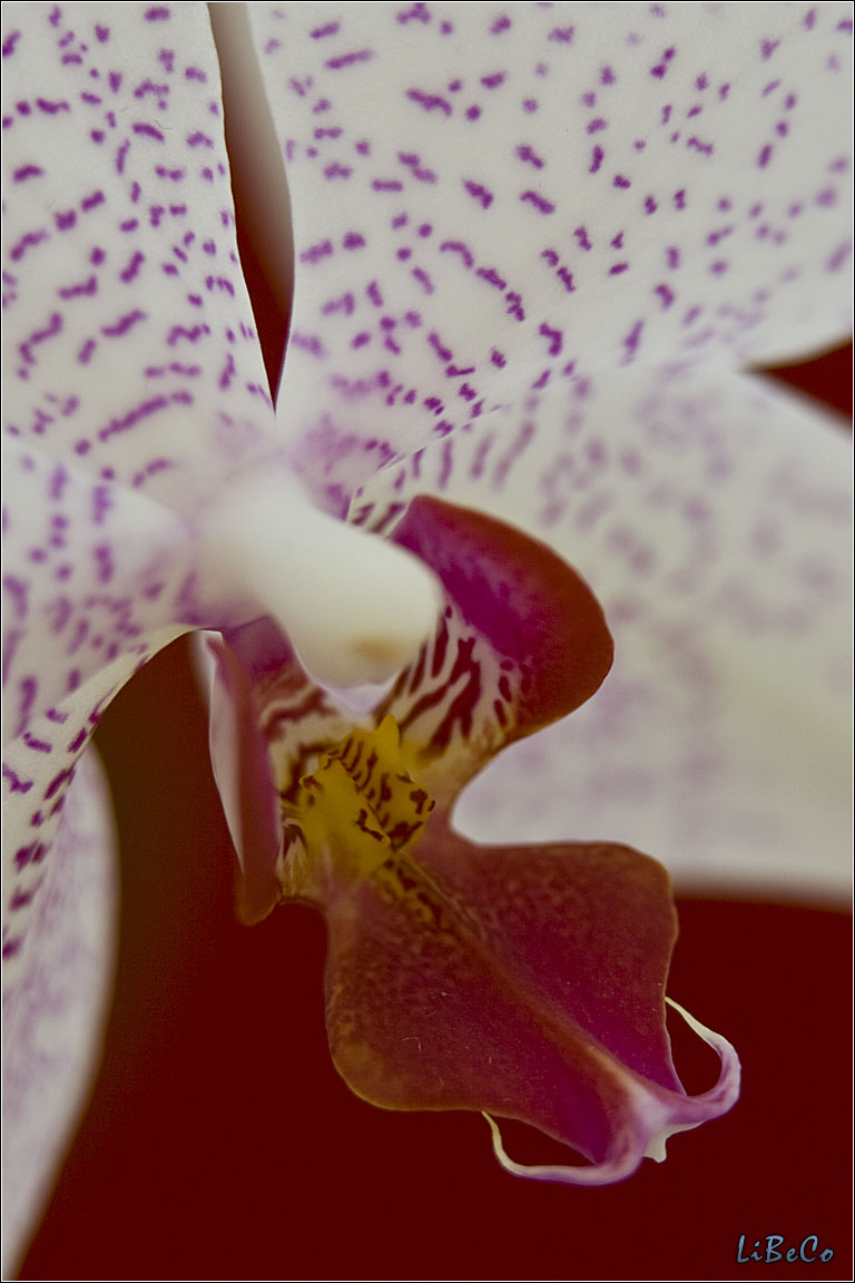 Phalaenopsis