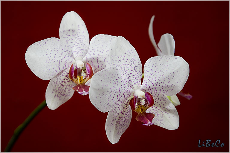 Phalaenopsis