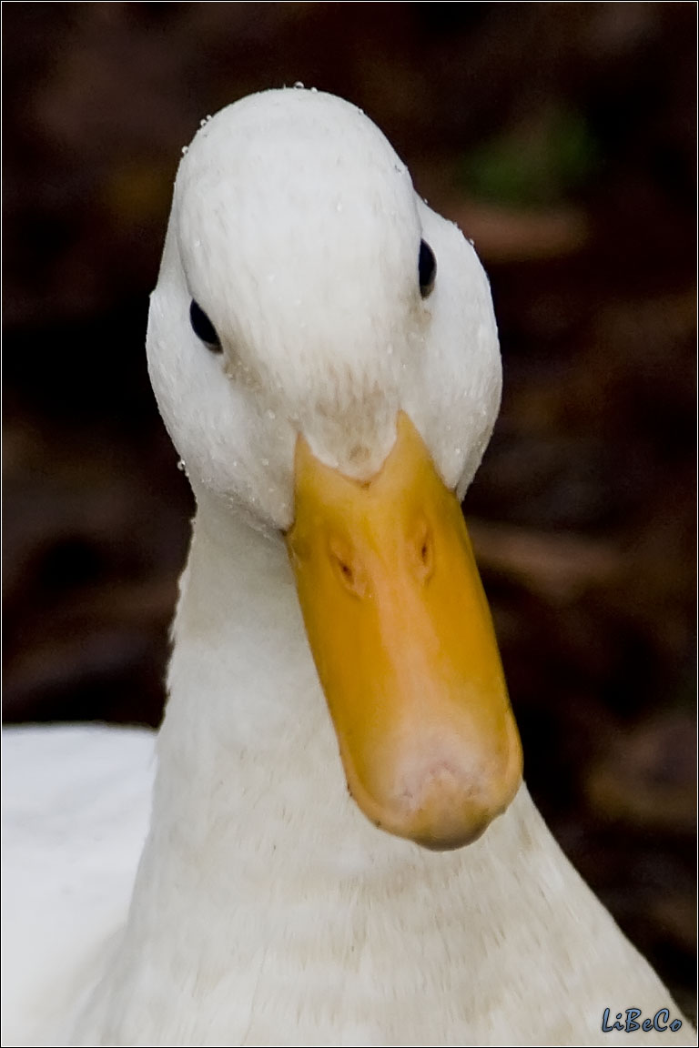 Curious duck