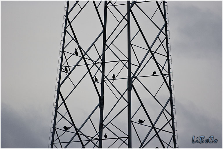 The birds