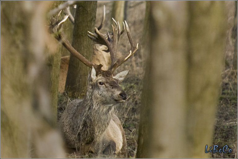 Red deer