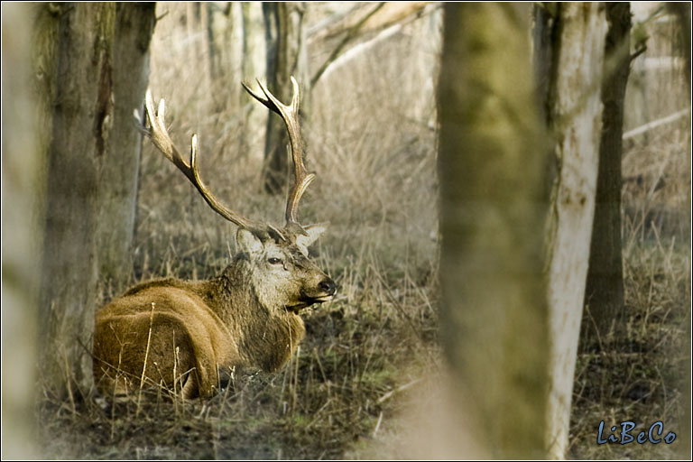 Red deer