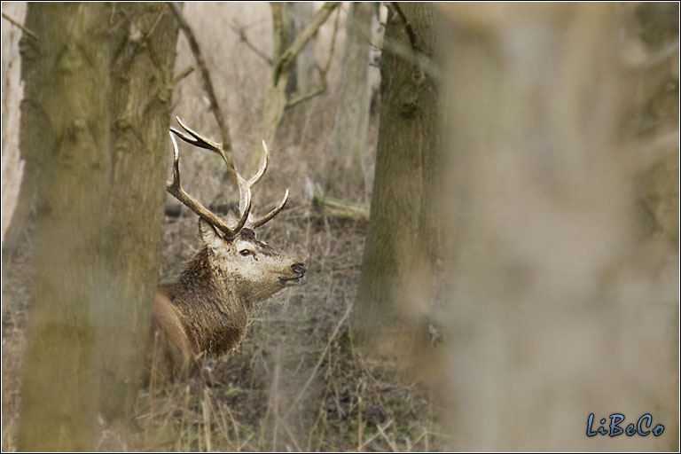 Red deer