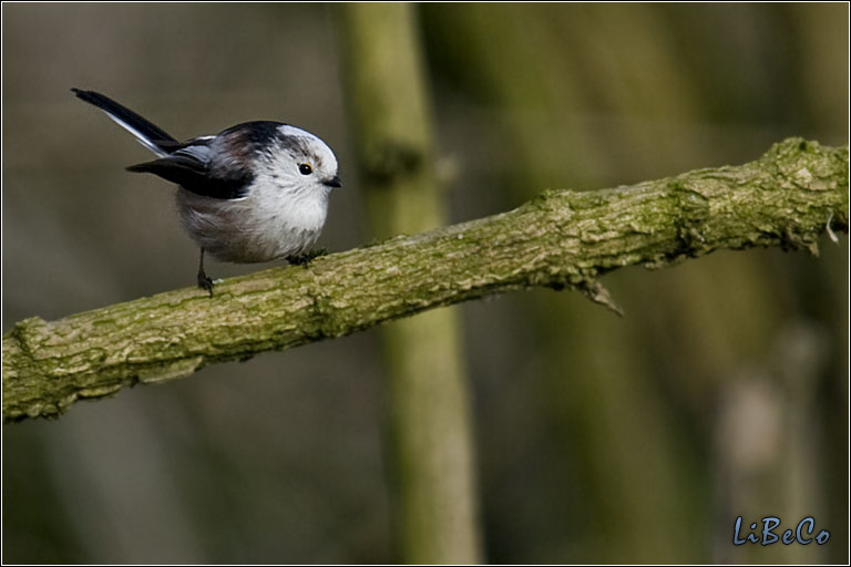 Bird in tree