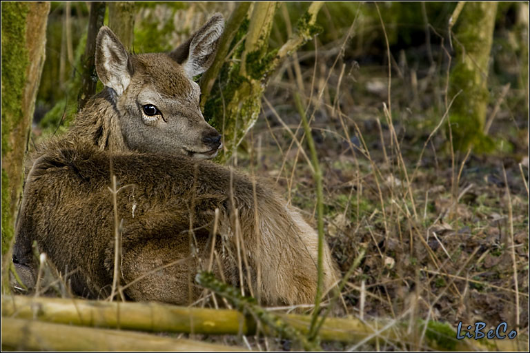 Little Red deer