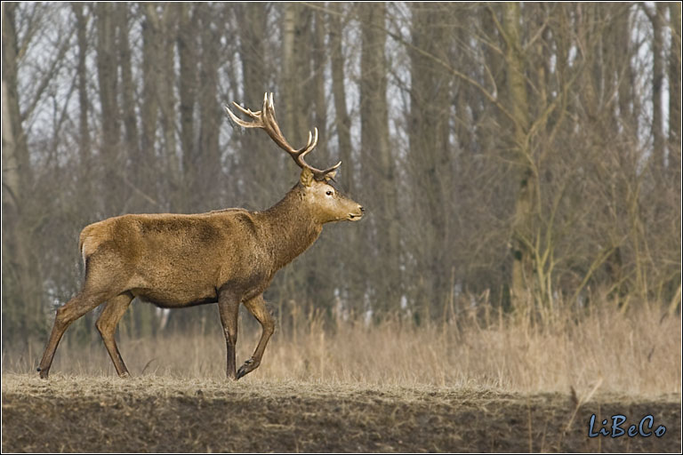 Red deer