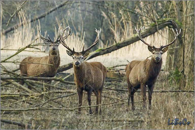 Red deer