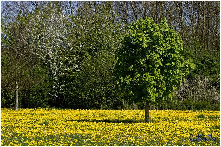 Colorful field