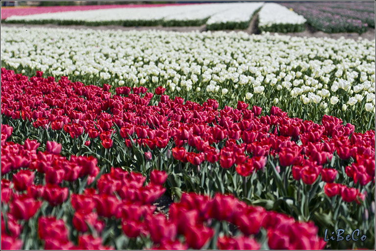 Tulips