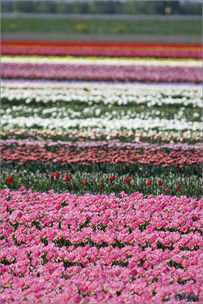 Tulips