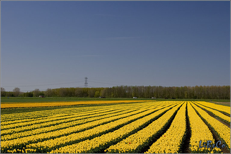 Tulips