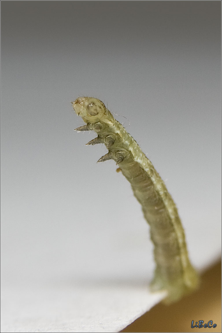 Macro caterpillar