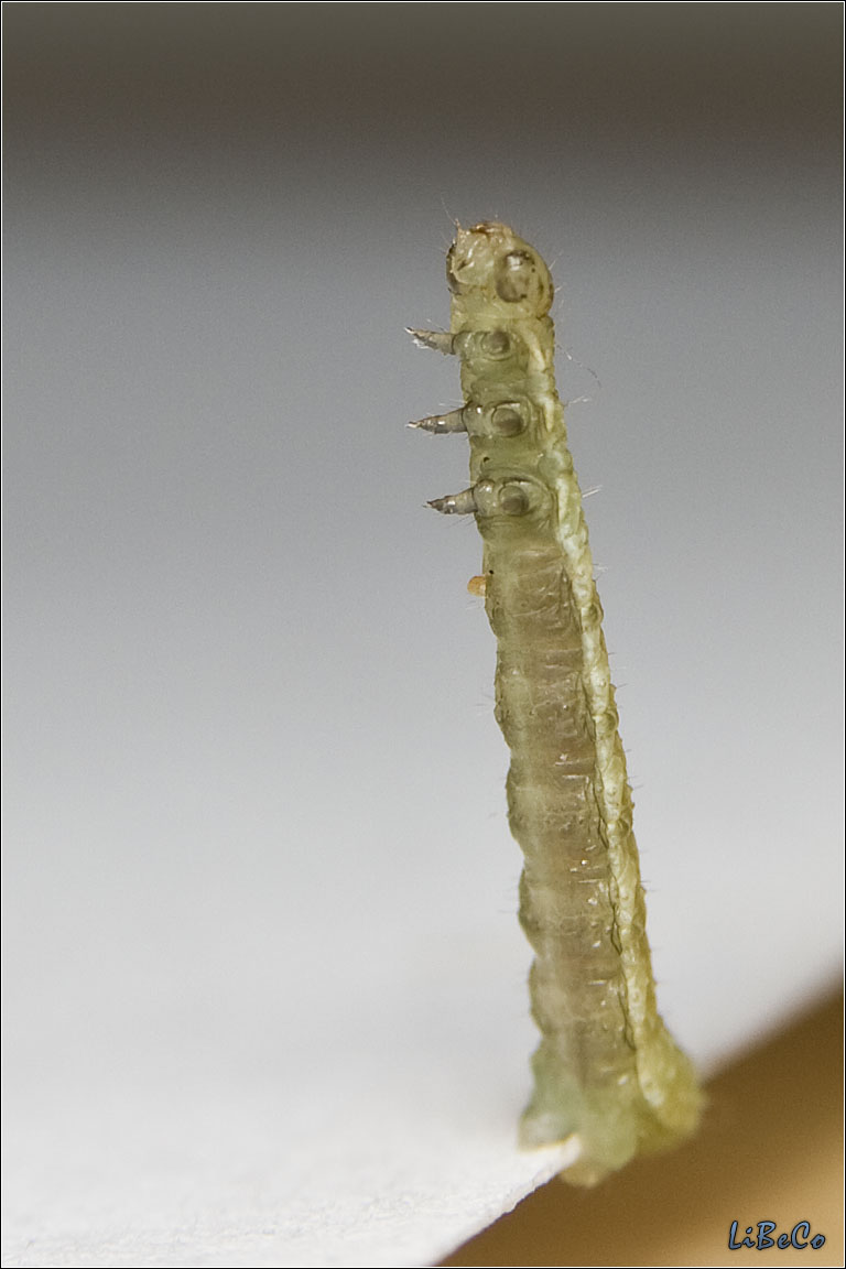 Macro caterpillar