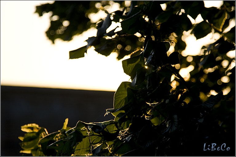 Back lit tree