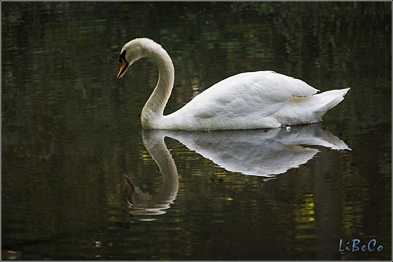 Swan