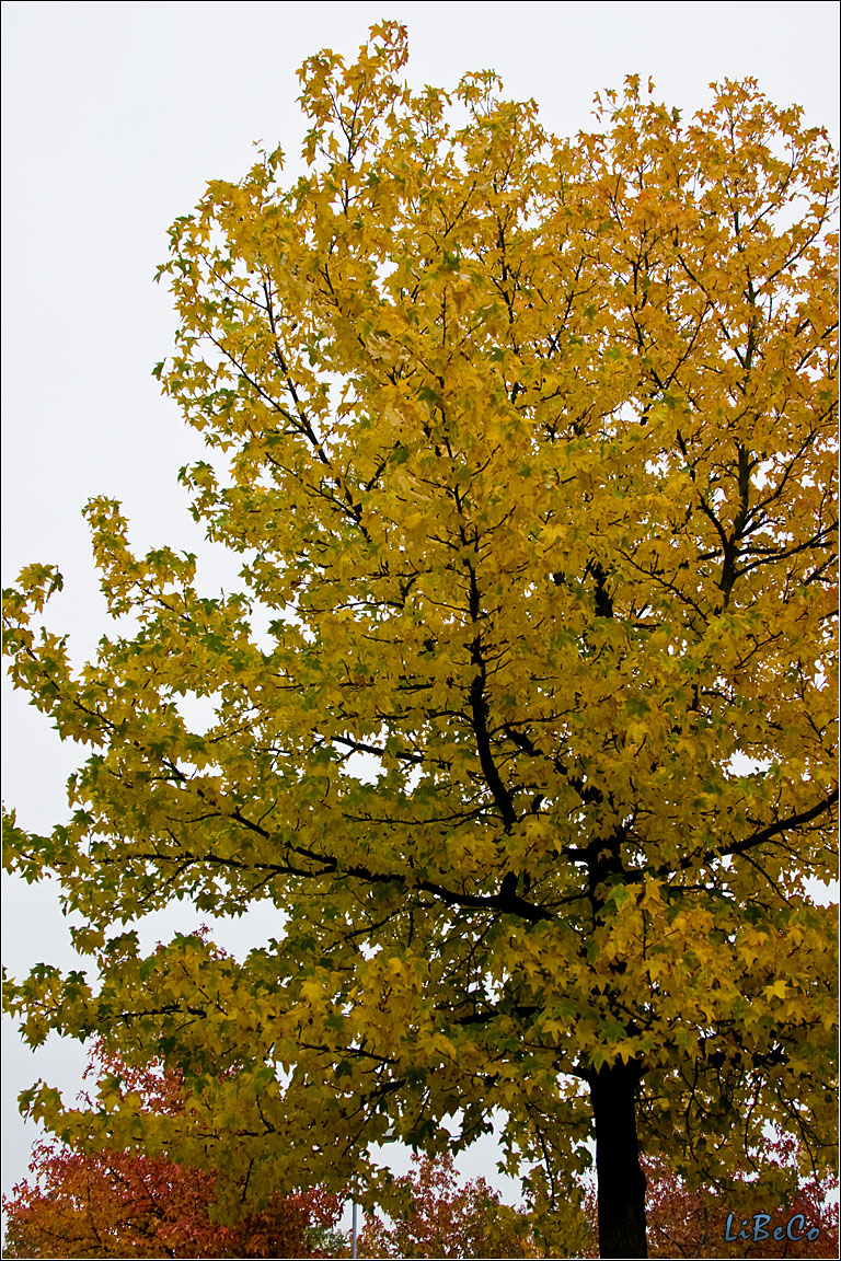 Autumn tree