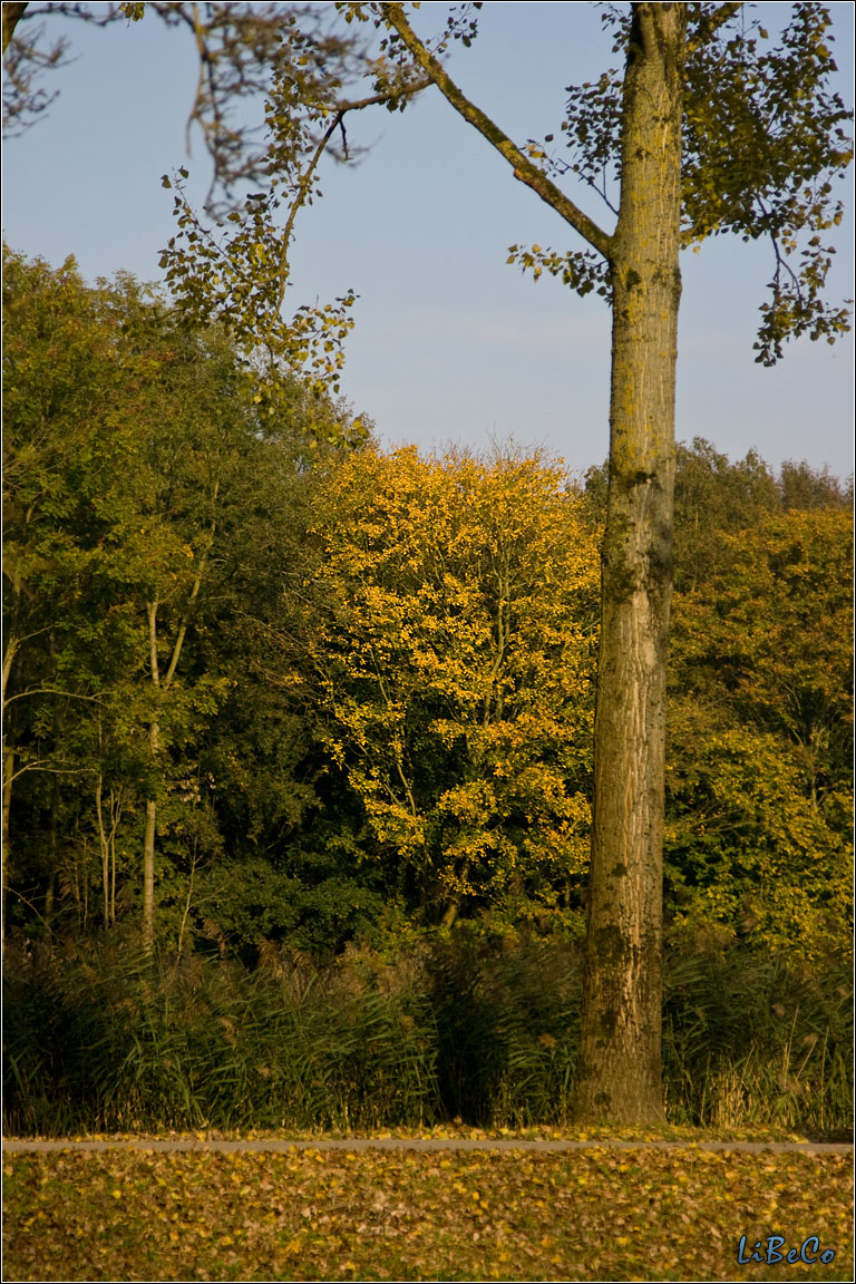 Autumn colours