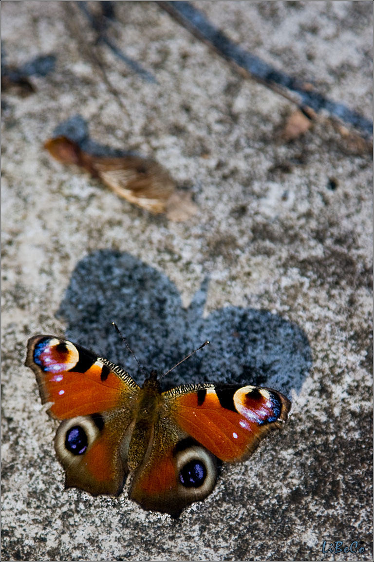 Butterfly in the sun