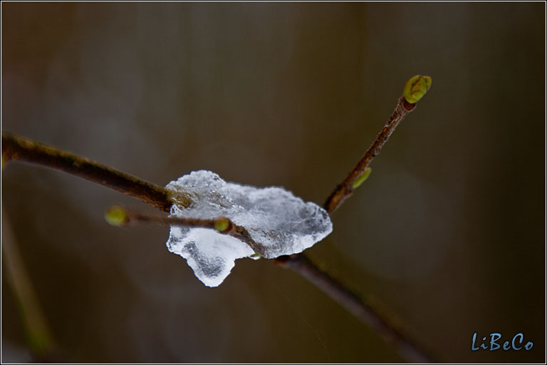 Icy tree