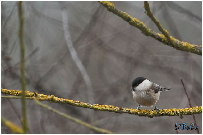 Tiny bird