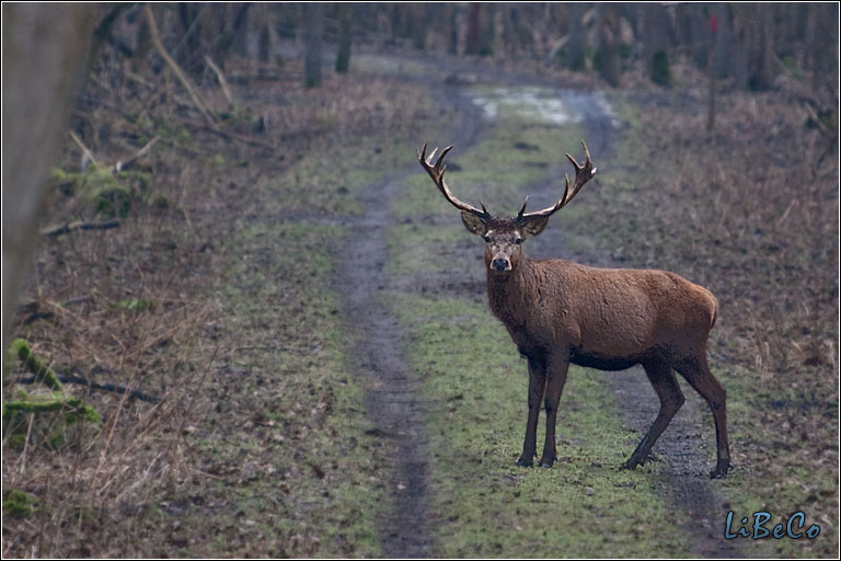 Red deer