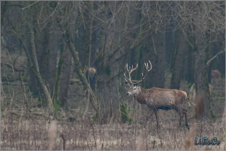 Red deer