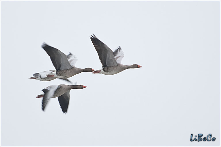 Loud geese