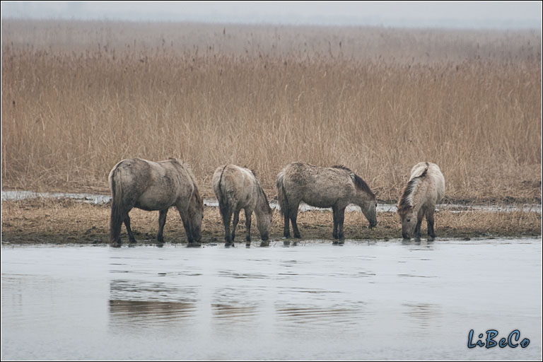 Stranded horses