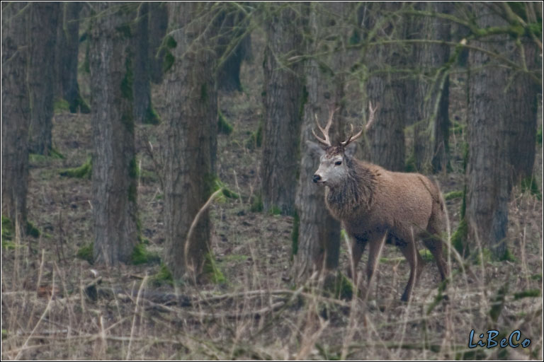 Red deer