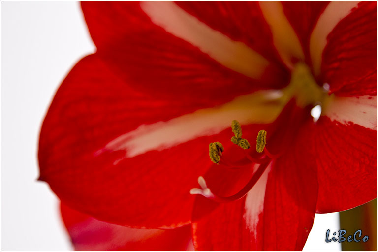 Big flowers