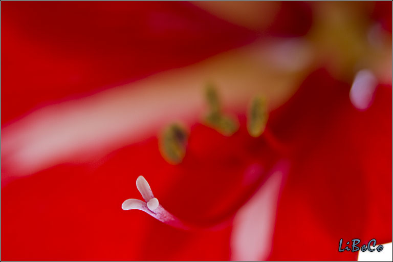 Big flower macro