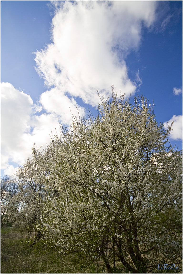 Spring blossom