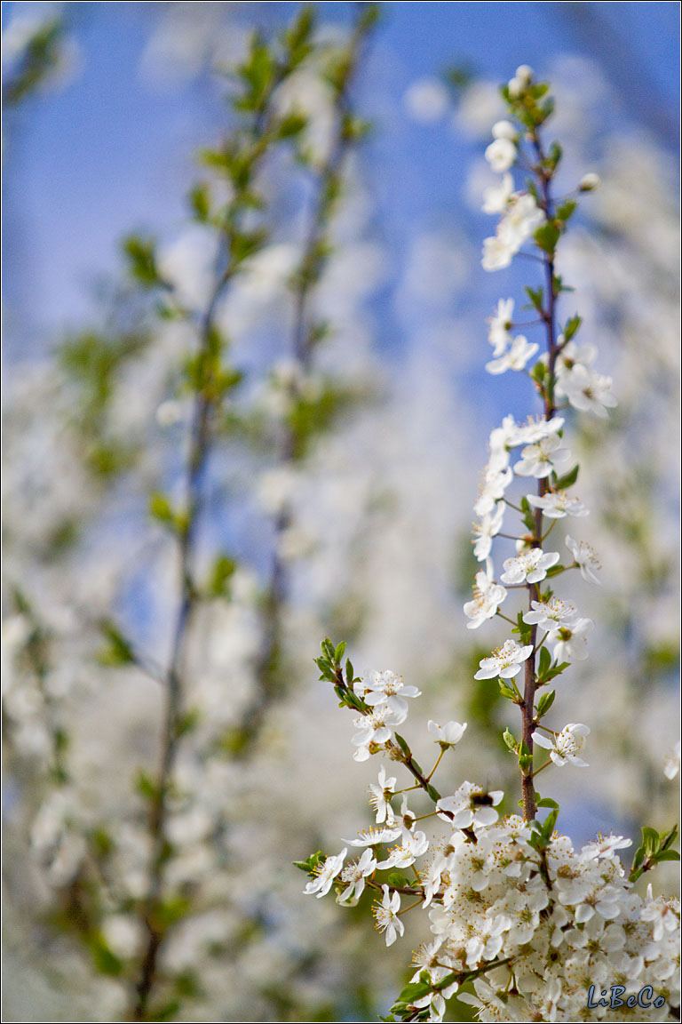 Blossom