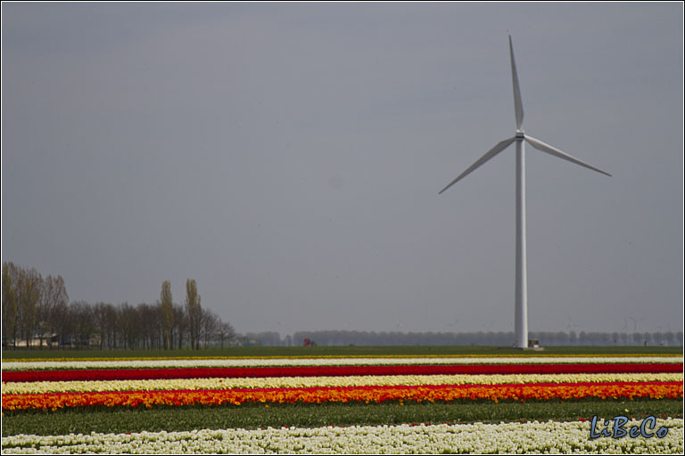 Tulips