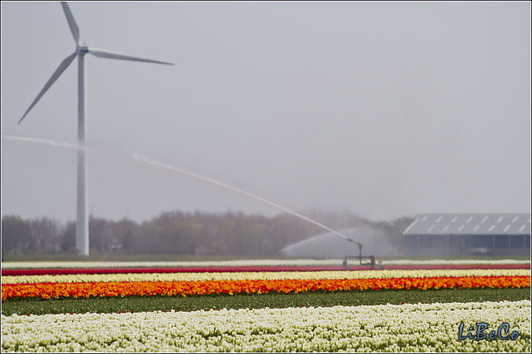 Tulips