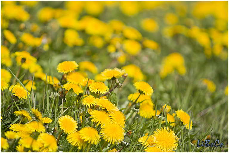 Dandelion