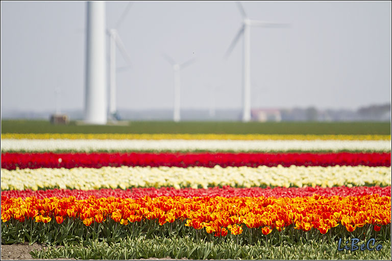 Tulips