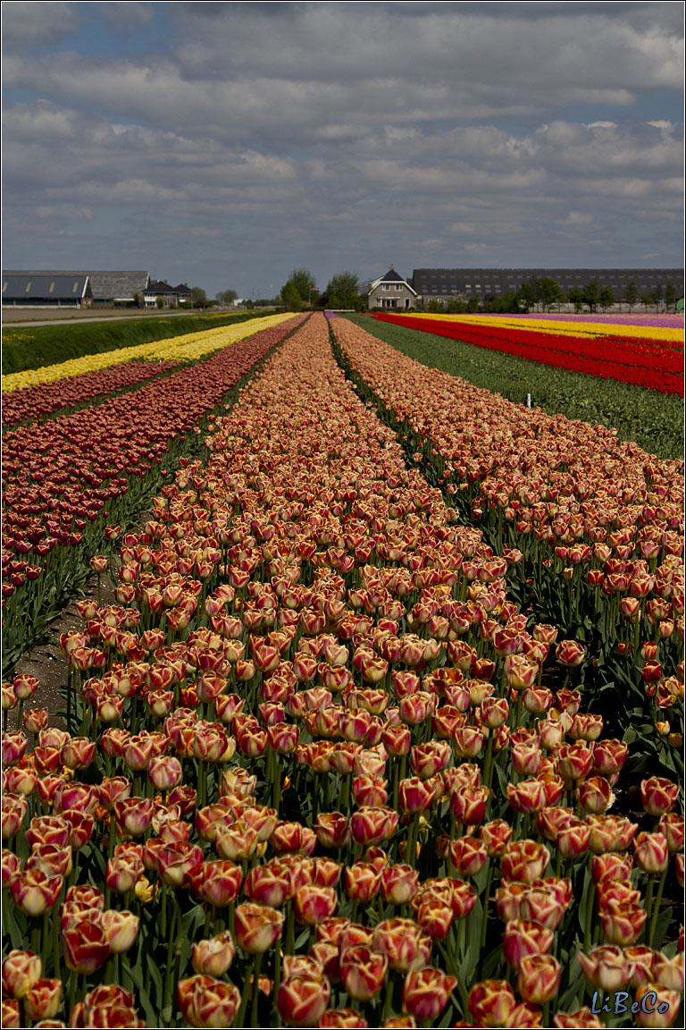 More tulips!