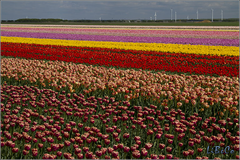 More tulips!