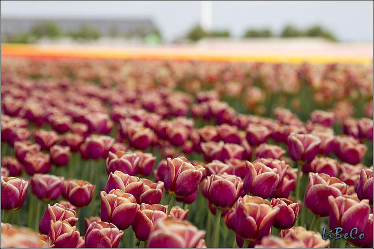 More tulips!