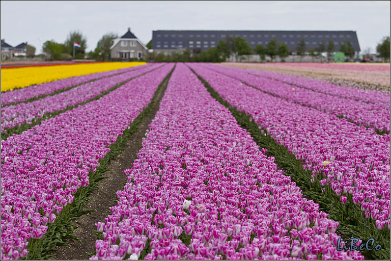 More tulips!