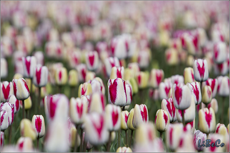 More tulips!