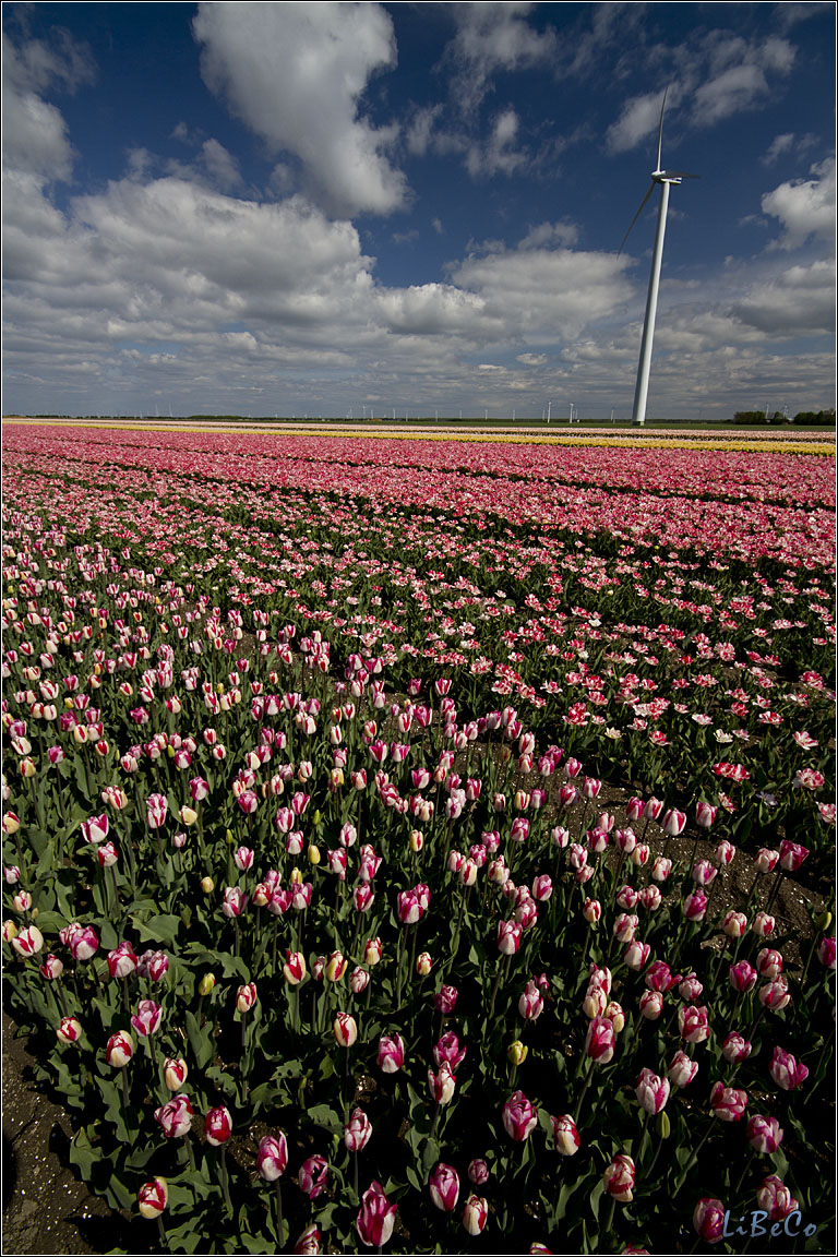 More tulips!