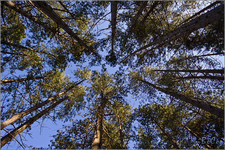 Looking up