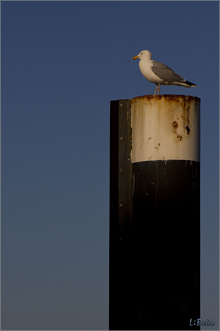 Seagull