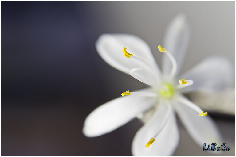 Macro flowers