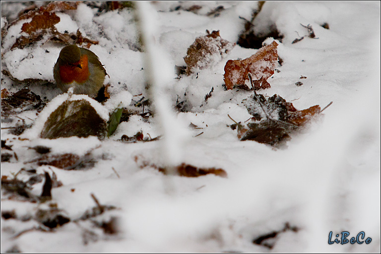 Bird in snow