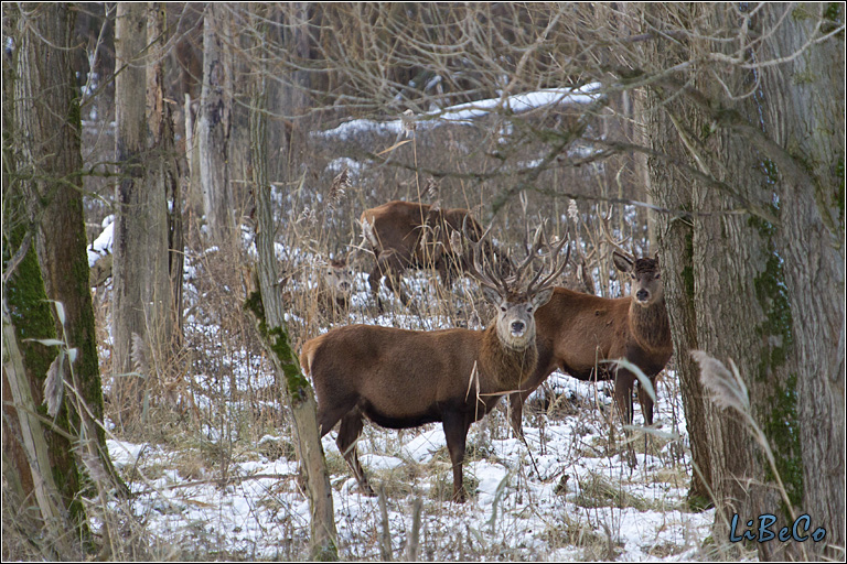 Red deer at Oostvaardersplassen