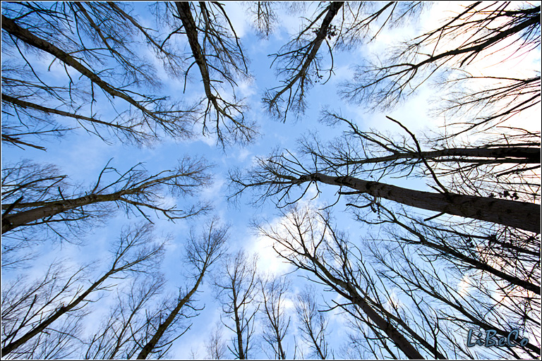 Looking up